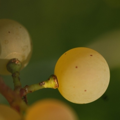 Riesling ANT 1118